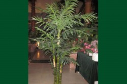 Artificial hawaii chrysailidocarpus