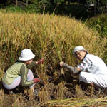 Tigerland Rice Farm, Chiang Rai, Thailand – an experiential eco-vacation with full board f ...