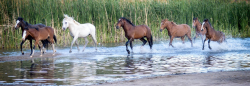 Salt River Wild Horse Management Group – Don’t let them become history