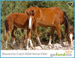 Updates – Salt River Wild Horse Management Group