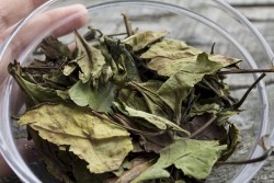 White Tea Selection – Australian Tea Masters