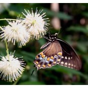 Butterfly Host Plants, Caterpillar Food Plants, Larva Host Plants
