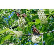 Butterfly Host Plants, Caterpillar Food Plants, Larva Host Plants