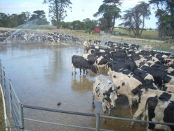 The Caldermeade Farm Dairy