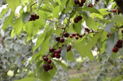 Red Hill Cherry Farm – Pick your own cherries