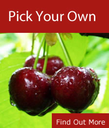 Red Hill Cherry Farm – Pick your own cherries