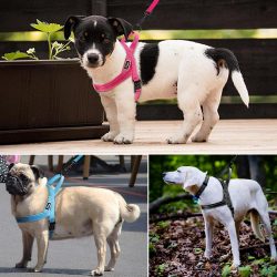 No Pull Dog Harness – Products Marketplace
