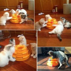 Funny Cat Toy with Ball – Products Marketplace Australia