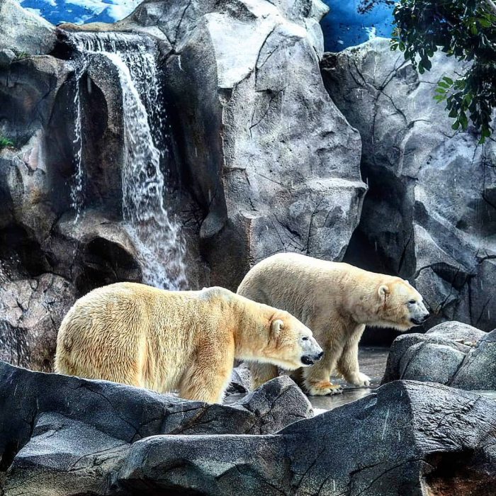 See the world’s largest land carnivore up close at Polar Bear Shores at Sea World on the G ...