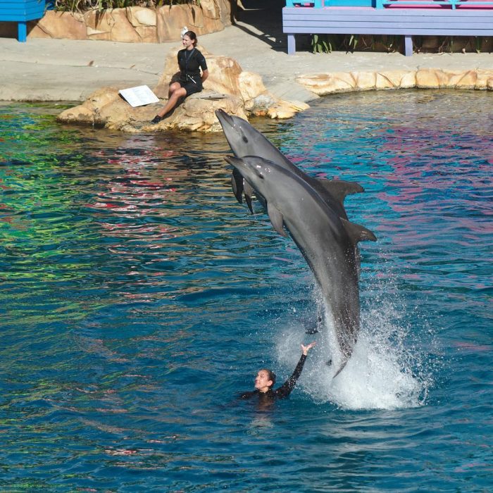 Watch the feature Dolphin presentation, Affinity, twice daily at Sea World on the Gold Coast Aus ...