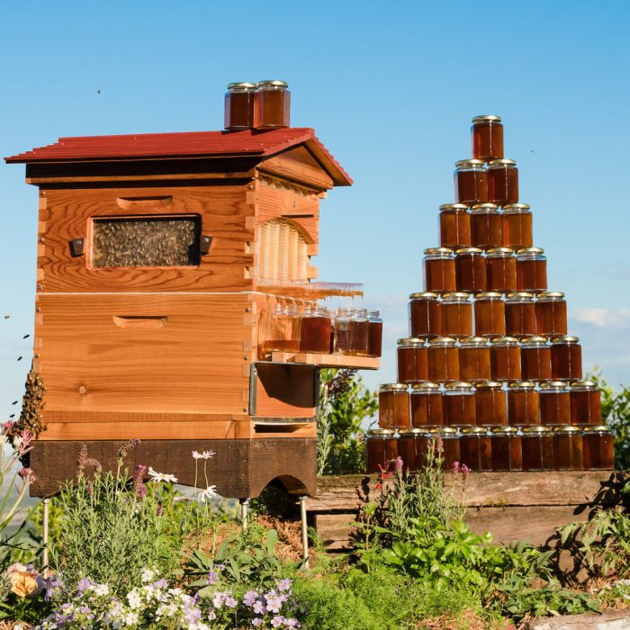 Flow Hive 🐝 – Honey On Tap 🍯 From Your Own Beehive