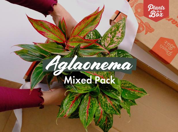 Aglaonema Mixed Pack