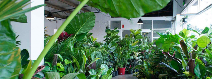 Rare Indoor Plants – The Jungle Collective