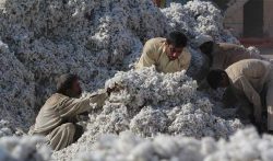 Pakistan’s cotton consumption hits 21-year low